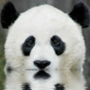 Meet your Posher, Lucypanda002